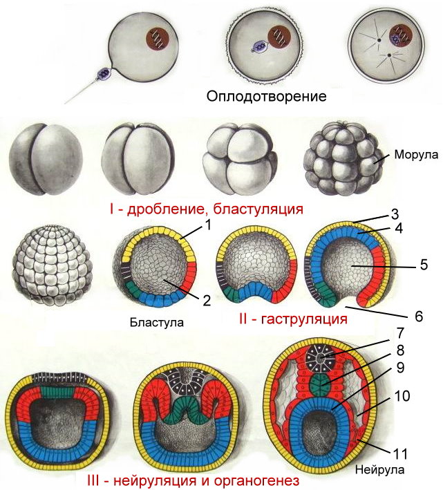 embriogenez