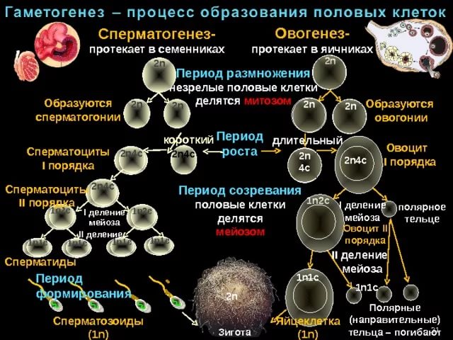 ГаметогенезМЖ