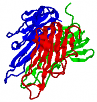 Фактор некроза опухолей (TNF). Источник рисунка: 1TNF.PDB by User:Jfdwolff