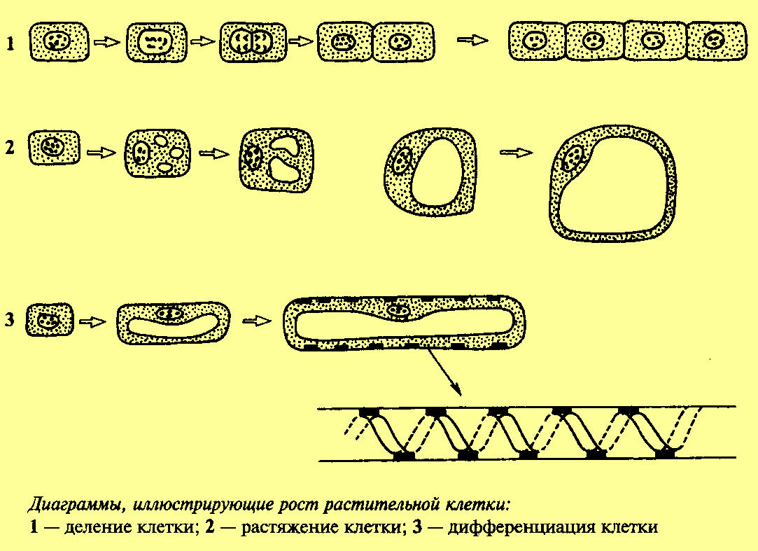 PhytoCellCycle